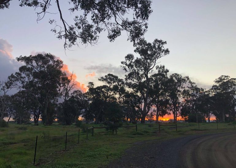 51 trees