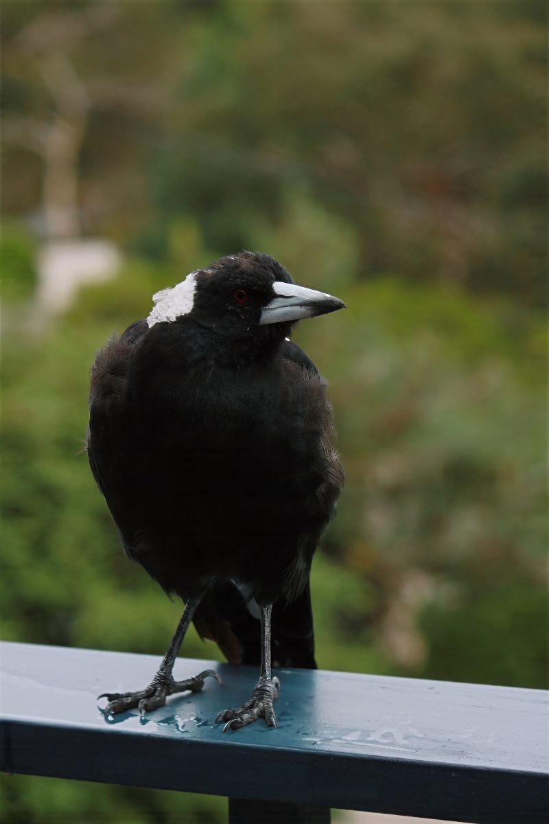 Helping Your Local Magpies: The Best (and Worst) Foods for Them ...