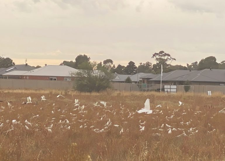 corellas